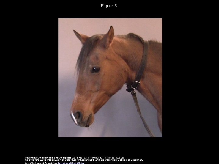 Figure 6 Veterinary Anaesthesia and Analgesia 2015 42103 -114 DOI: (10. 1111/vaa. 12212) Copyright