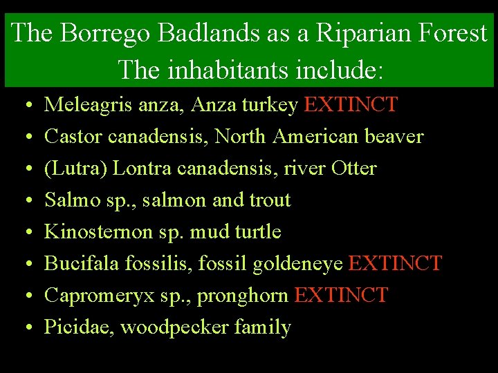 The Borrego Badlands as a Riparian Forest The inhabitants include: • • Meleagris anza,