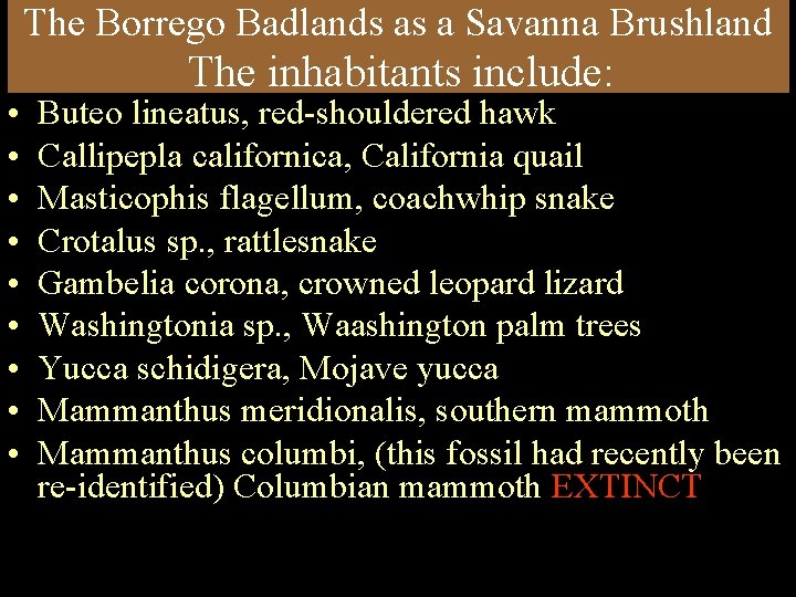 The Borrego Badlands as a Savanna Brushland • • • The inhabitants include: Buteo