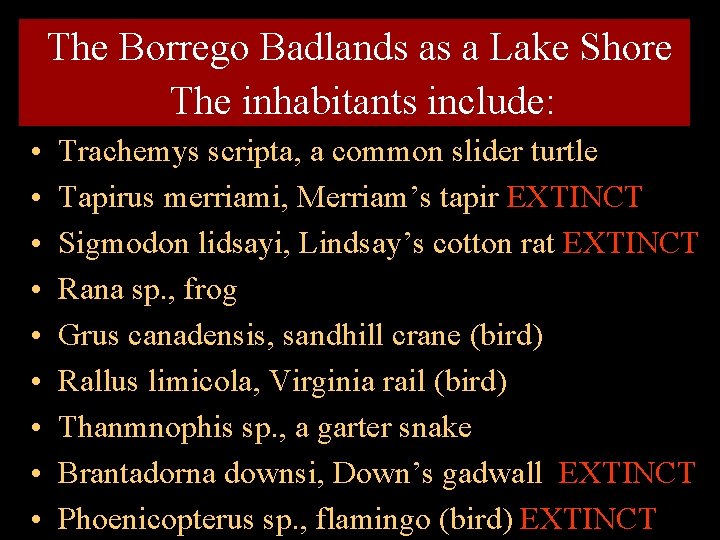 The Borrego Badlands as a Lake Shore The inhabitants include: • • • Trachemys