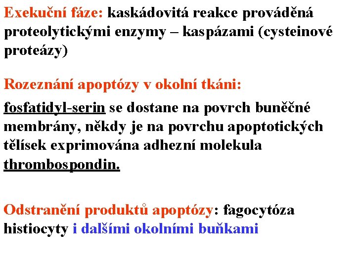 Exekuční fáze: kaskádovitá reakce prováděná proteolytickými enzymy – kaspázami (cysteinové proteázy) Rozeznání apoptózy v