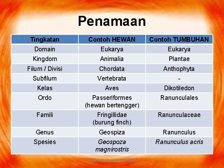 Penamaan Tingkatan Contoh HEWAN Contoh TUMBUHAN Domain Eukarya Kingdom Animalia Plantae Filum / Divisi