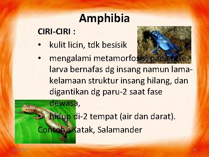 Amphibia CIRI-CIRI : • kulit licin, tdk besisik • mengalami metamorfosis, pada fase larva