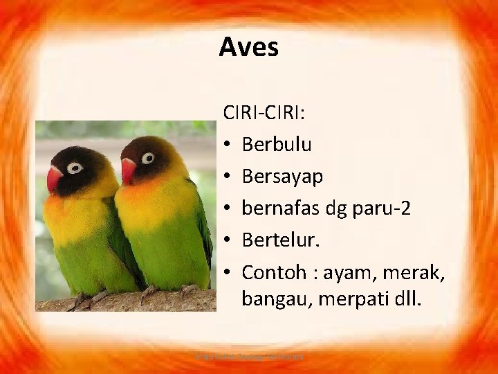 Aves CIRI-CIRI: • Berbulu • Bersayap • bernafas dg paru-2 • Bertelur. • Contoh