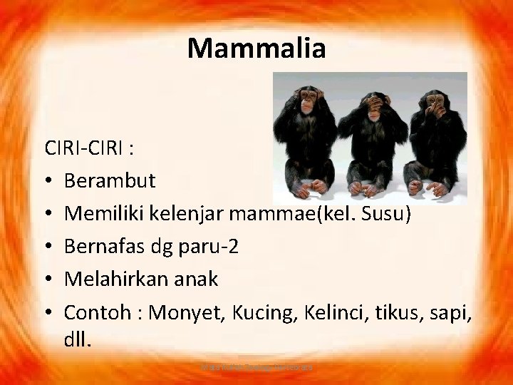 Mammalia CIRI-CIRI : • Berambut • Memiliki kelenjar mammae(kel. Susu) • Bernafas dg paru-2