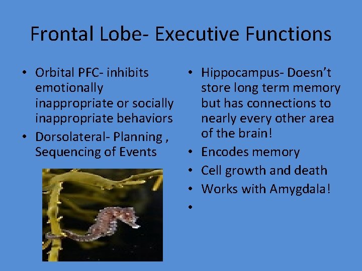 Frontal Lobe- Executive Functions • Orbital PFC- inhibits • Hippocampus- Doesn’t emotionally store long