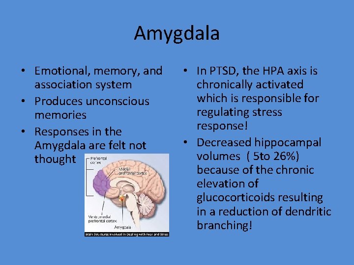 Amygdala • Emotional, memory, and association system • Produces unconscious memories • Responses in