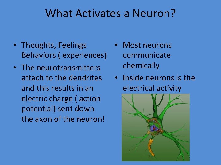 What Activates a Neuron? • Thoughts, Feelings • Most neurons Behaviors ( experiences) communicate