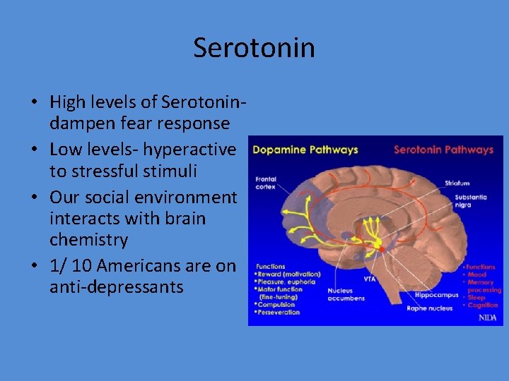 Serotonin • High levels of Serotonindampen fear response • Low levels- hyperactive to stressful