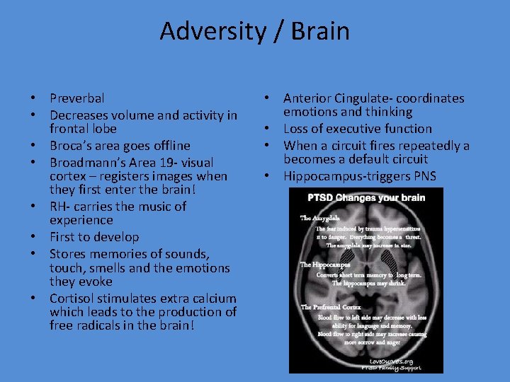 Adversity / Brain • Preverbal • Decreases volume and activity in frontal lobe •