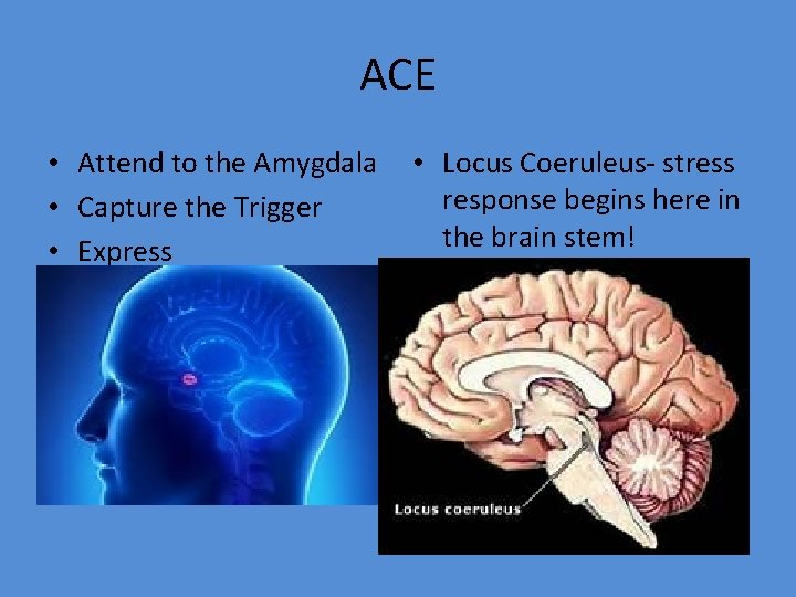 ACE • Attend to the Amygdala • Capture the Trigger • Express • Locus