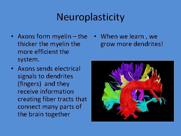 Neuroplasticity • Axons form myelin – the • When we learn , we thicker