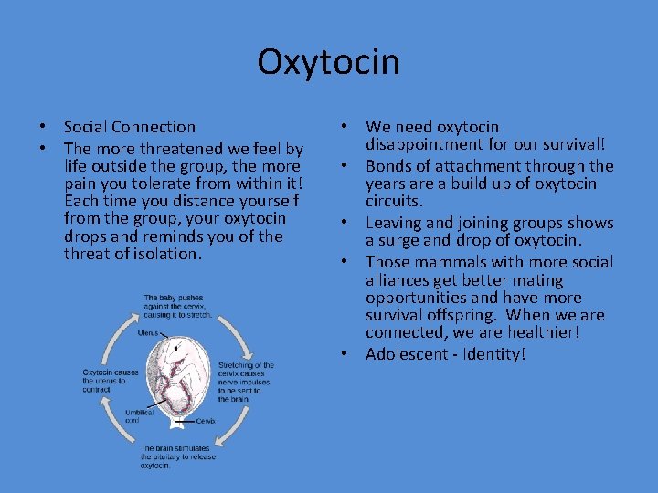 Oxytocin • Social Connection • The more threatened we feel by life outside the