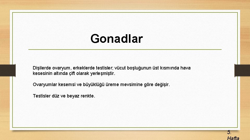 Gonadlar Dişilerde ovaryum, erkeklerde testisler; vücut boşluğunun üst kısmında hava kesesinin altında çift olarak