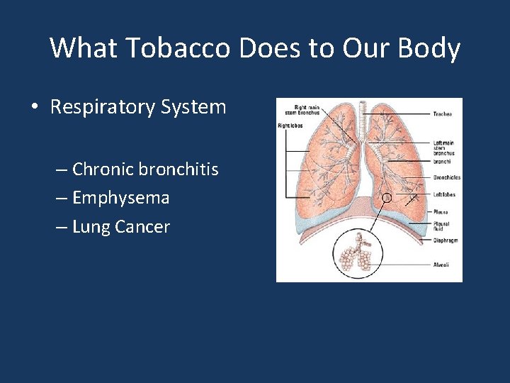 What Tobacco Does to Our Body • Respiratory System – Chronic bronchitis – Emphysema