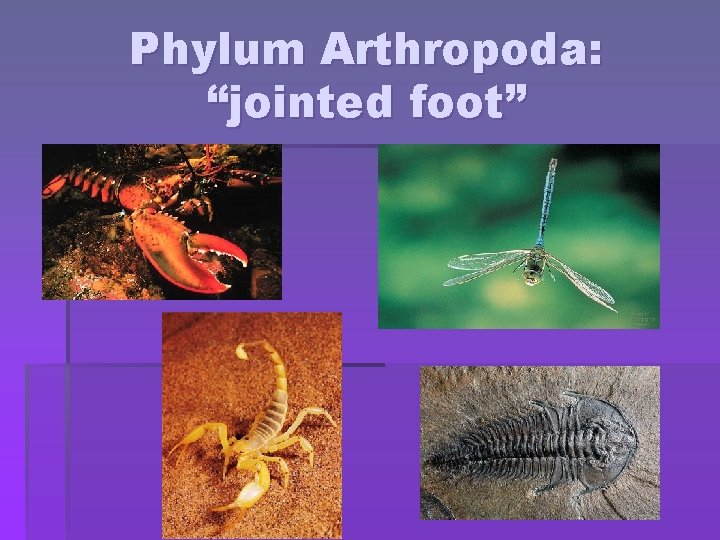 Phylum Arthropoda: “jointed foot” 