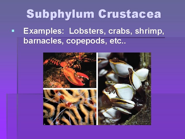 Subphylum Crustacea § Examples: Lobsters, crabs, shrimp, barnacles, copepods, etc. . 