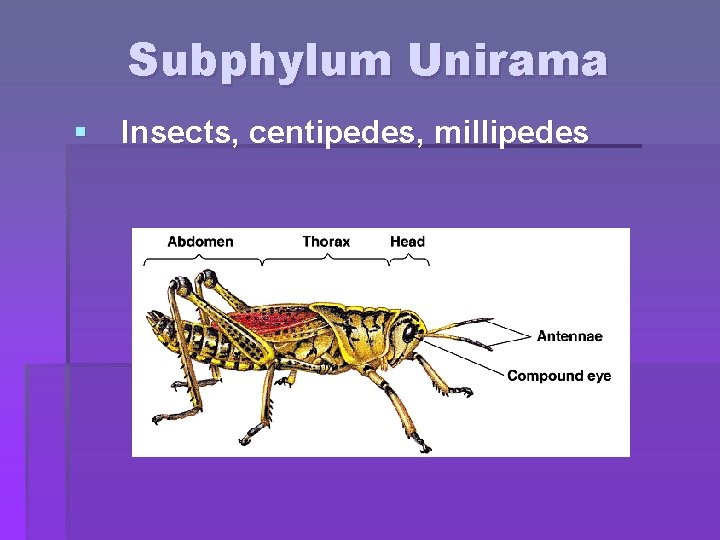 Subphylum Unirama § Insects, centipedes, millipedes 