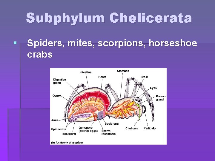 Subphylum Chelicerata § Spiders, mites, scorpions, horseshoe crabs 