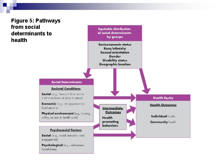 Figure 5: Pathways from social determinants to health 