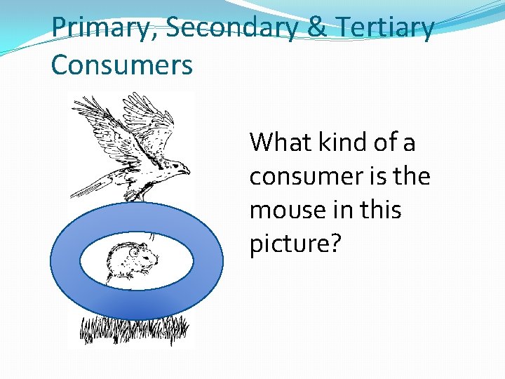 Primary, Secondary & Tertiary Consumers What kind of a consumer is the mouse in