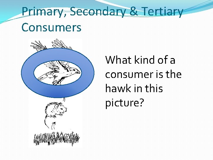 Primary, Secondary & Tertiary Consumers What kind of a consumer is the hawk in
