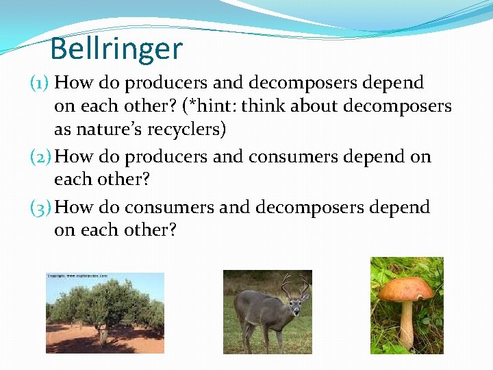 Bellringer (1) How do producers and decomposers depend on each other? (*hint: think about