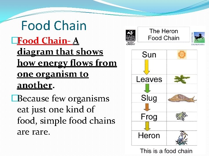 Food Chain �Food Chain- A diagram that shows how energy flows from one organism