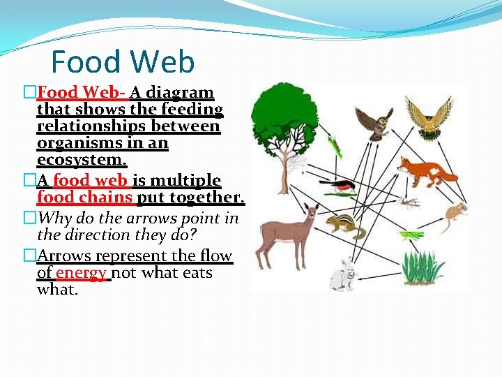 Food Web �Food Web- A diagram that shows the feeding relationships between organisms in