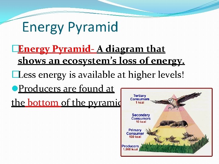 Energy Pyramid �Energy Pyramid- A diagram that shows an ecosystem’s loss of energy. �Less