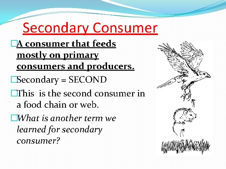 Secondary Consumer �A consumer that feeds mostly on primary consumers and producers. �Secondary =