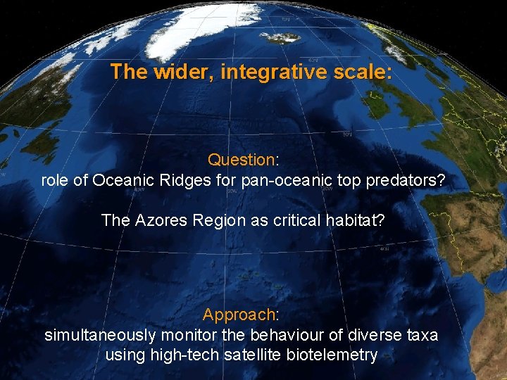 The wider, integrative scale: Question: role of Oceanic Ridges for pan-oceanic top predators? The