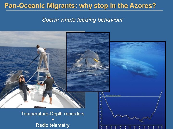 Pan-Oceanic Migrants: why stop in the Azores? Sperm whale feeding behaviour Temperature-Depth recorders +