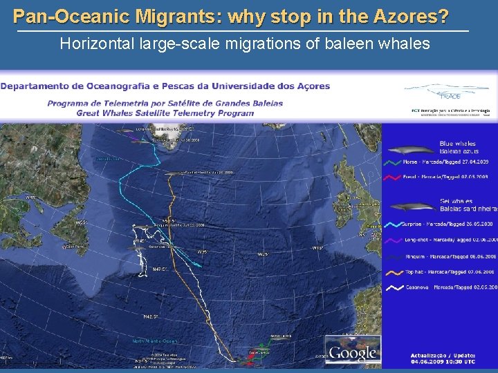 Pan-Oceanic Migrants: why stop in the Azores? Horizontal large-scale migrations of baleen whales 
