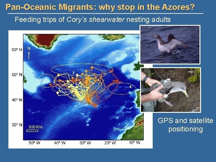 Pan-Oceanic Migrants: why stop in the Azores? Feeding trips of Cory’s shearwater nesting adults