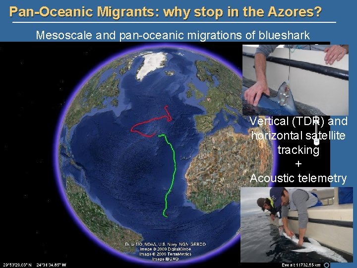 Pan-Oceanic Migrants: why stop in the Azores? Mesoscale and pan-oceanic migrations of blueshark Vertical