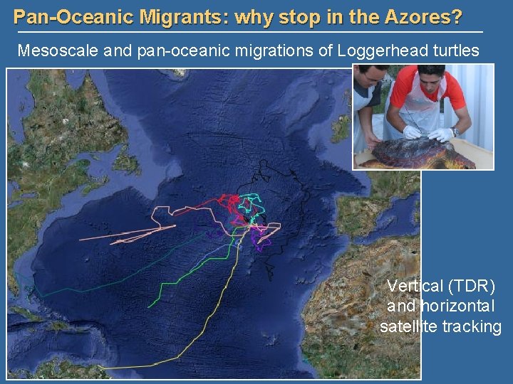 Pan-Oceanic Migrants: why stop in the Azores? Mesoscale and pan-oceanic migrations of Loggerhead turtles