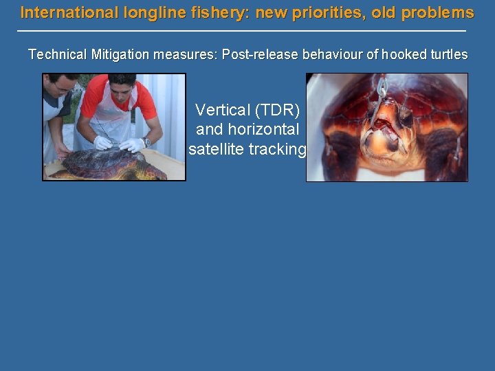 International longline fishery: new priorities, old problems Technical Mitigation measures: Post-release behaviour of hooked