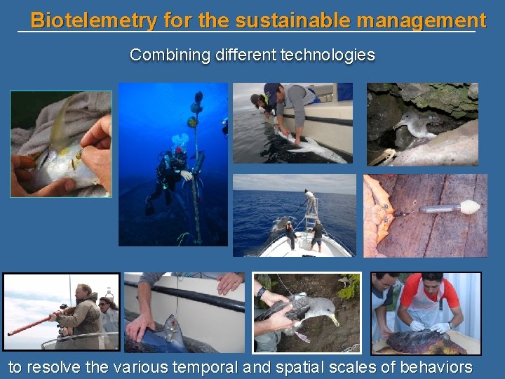 Biotelemetry for the sustainable management Combining different technologies to resolve the various temporal and