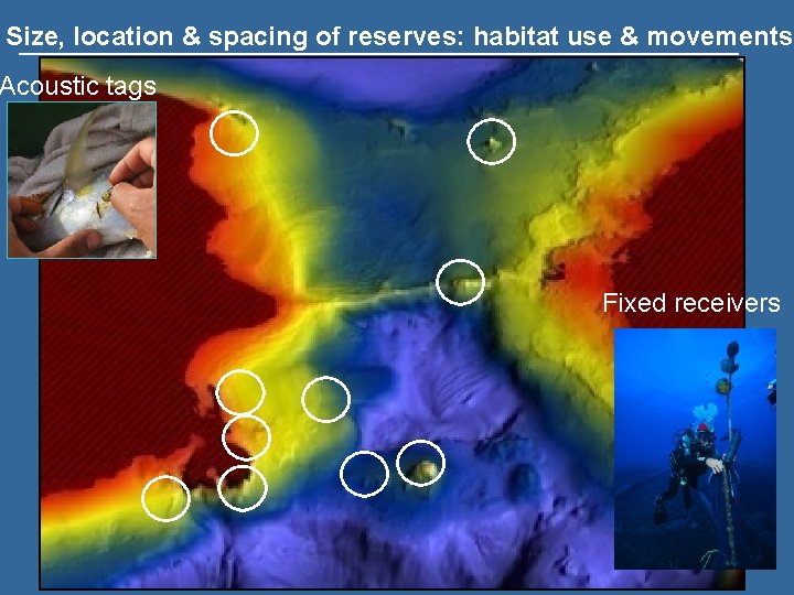 Size, location & spacing of reserves: habitat use & movements Acoustic tags Fixed receivers