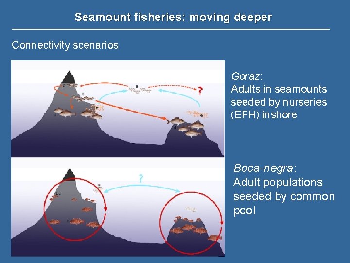 Seamount fisheries: moving deeper Connectivity scenarios Goraz: Adults in seamounts seeded by nurseries (EFH)