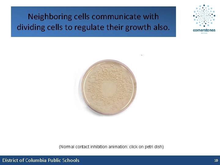 Neighboring cells communicate with dividing cells to regulate their growth also. (Normal contact inhibition