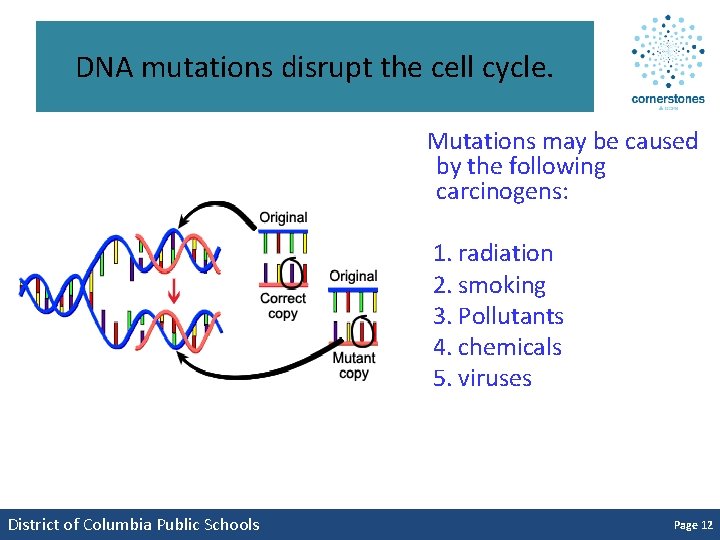DNA mutations disrupt the cell cycle. Mutations may be caused by the following carcinogens: