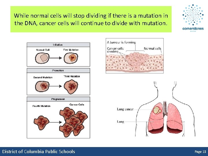 While normal cells will stop dividing if there is a mutation in the DNA,