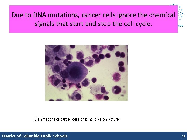 Due to DNA mutations, cancer cells ignore the chemical signals that start and stop