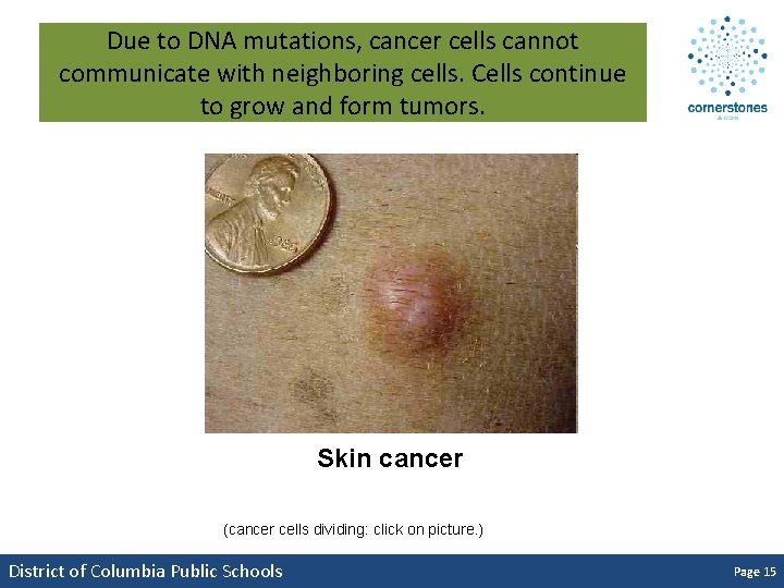 Due to DNA mutations, cancer cells cannot communicate with neighboring cells. Cells continue to