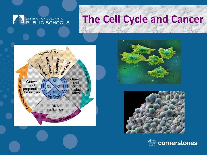 The Cell Cycle and Cancer 