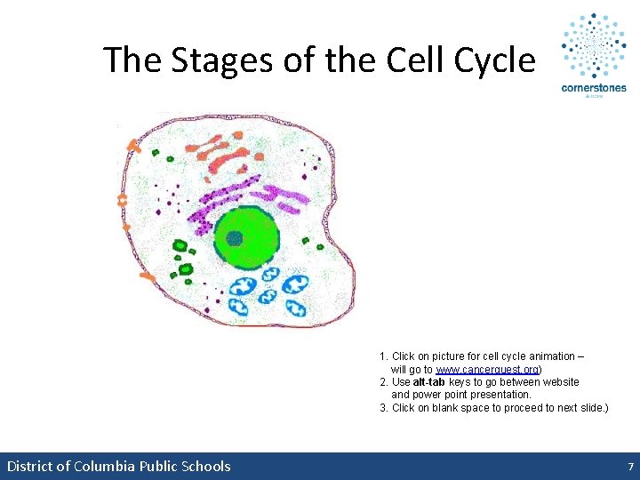 The Stages of the Cell Cycle 1. Click on picture for cell cycle animation