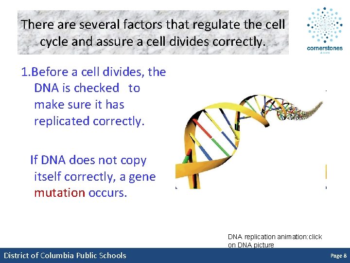 There are several factors that regulate the cell cycle and assure a cell divides
