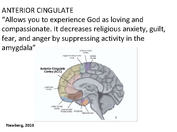 ANTERIOR CINGULATE “Allows you to experience God as loving and compassionate. It decreases religious